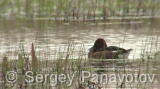 Video of Ferruginous Duck - Ferruginous Duck in early spring in shabla lake in nesting period